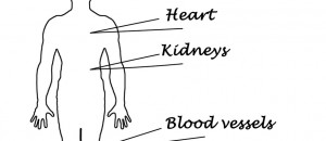 Study Examines Lutein’s Role on Vision in Diabetes Models