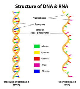 RNA & DNA