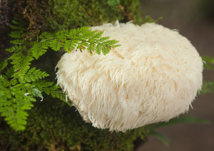 Lion's Mane (Hericium erinaceus) called Amycenone