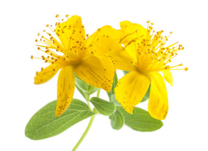 Monograph: St. John’s Wort