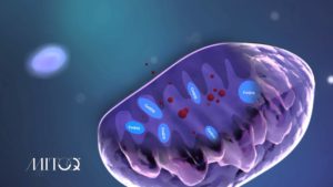 Study Unveils a Role of Mitochondria in Dietary Fat Processing