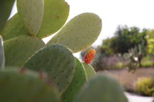 Opuntia ficus-indica Fiber for Weight Loss & Metabolic Syndrome