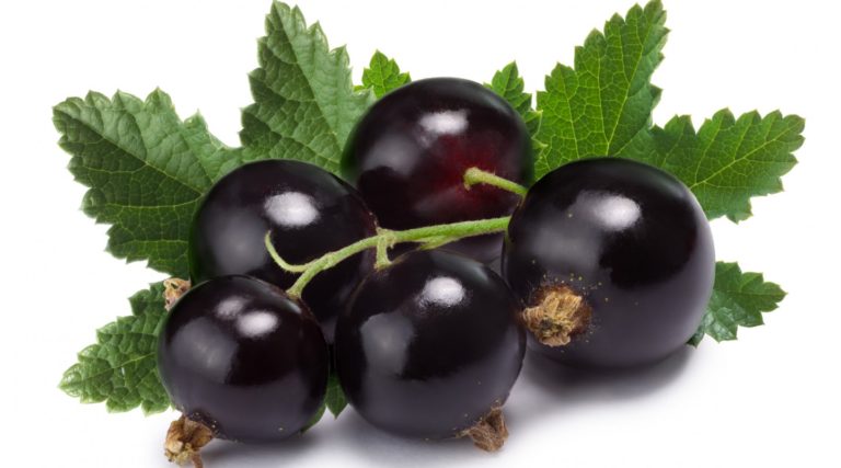 Blackcurrant