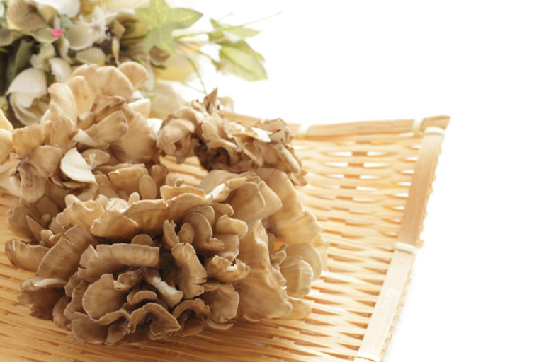 Maitake Extract