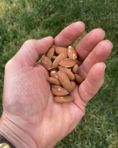 Daily Almond Snack Improves Health of People With Metabolic Syndrome