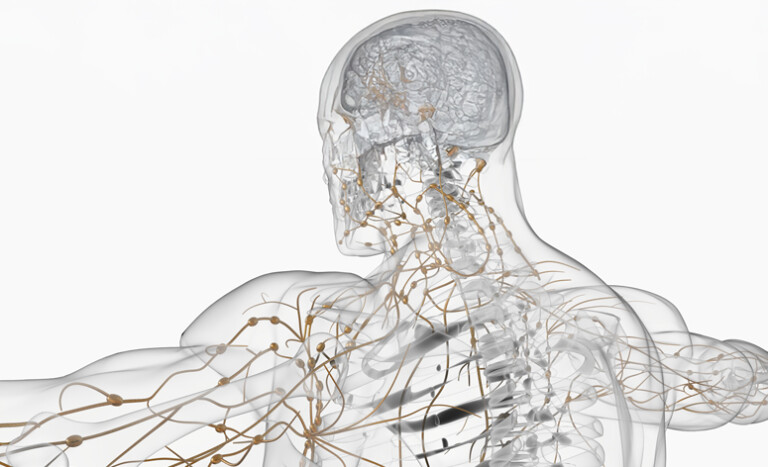 Nervous System